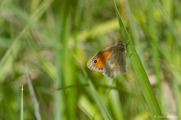Procris — Coenonympha pamphilus (Linnaeus, 1758), (Pihourc, Saint-Godens (31), France, le 21/05/2018)
