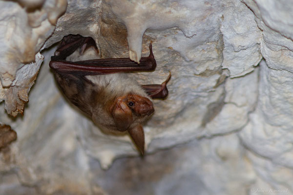 Grand murin — Myotis myotis (Borkhausen, 1797)