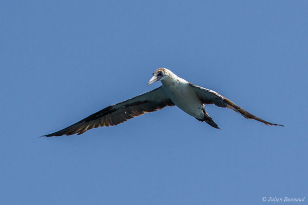 Fou de Bassan – Morus bassanus (Linnaeus, 1758), (Sagres (Vila do Bispo), (Algarve), Portugal, le 31/08/2018)