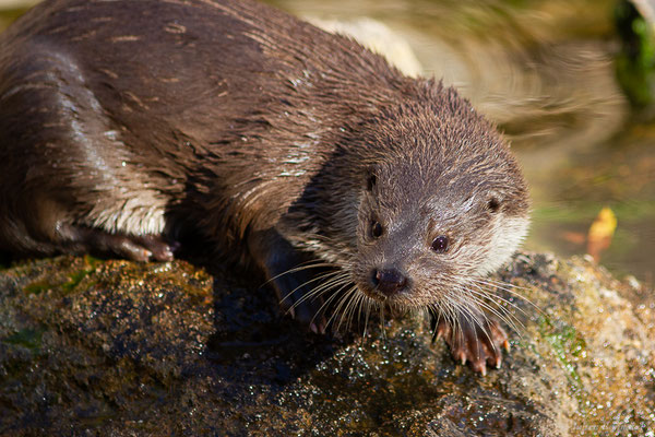 Loutre d'Europe — Lutra lutra (Linnaeus, 1758), (Parc zoologique de Rabat (Rabat-Salé-Kénitra), Maroc, le 21/01/2023)