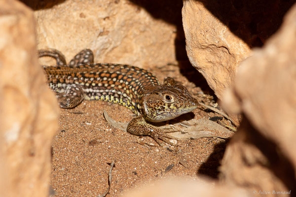 Acanthodactylus margaritae Tamar, Geniez, Brito and Crochet, 2017, (Laazib (Guelmim-Oued Noun), Maroc, le 30/01/2023)