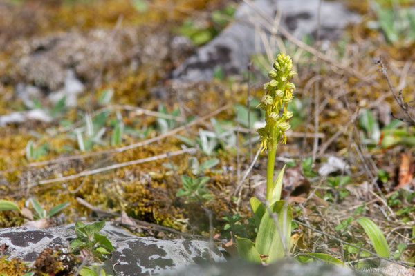 Homme-pendu — Orchis anthropophora (L.) All., 1785