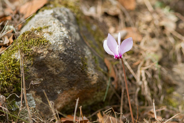 Cyclamen à feuilles de lierre — Cyclamen hederifolium Aiton, 1789, (Moltifao (2B), Corse (France), le 10/09/2019)