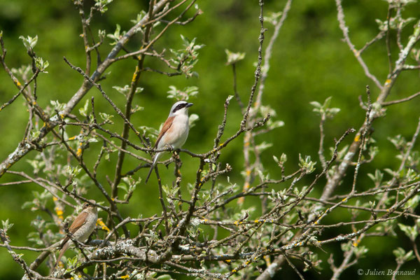Pie-grièche écorcheur — Lanius collurio Linnaeus, 1758, (couple) (Saint-Béa (31), France, le 16/05/2018)
