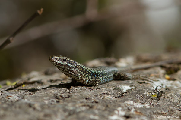 Lézard des murailles — Podarcis muralis (Laurenti, 1768)