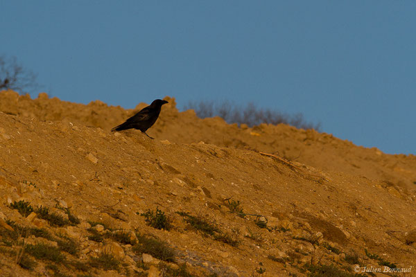Grand Corbeau — Corvus corax Linnaeus, 1758, (adulte) (Pihourc, Lieoux (31), France, le 22/03/2019)