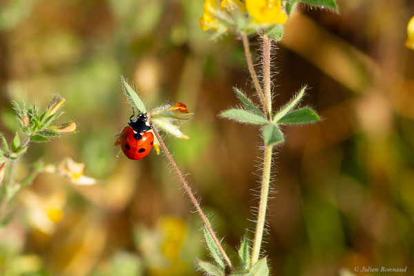 Coccinelle à 7 points – Coccinella septempunctata Linnaeus, 1758, (Mourenx (64), France, le 01/06/2022)