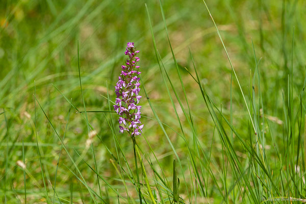 Gymnadénie moucheron, Orchis moucheron, Orchis moustique — Gymnadenia conopsea (L.) R.Br., 1813