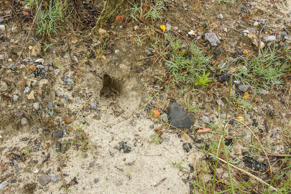 Lapin de garenne — Oryctolagus cuniculus (Linnaeus, 1758), (grattis) (Pontonx (40), France, le 23/06/2021)