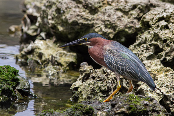 Héron vert — Butorides virescens (Linnaeus, 1758), (adulte) (Baie Mahault, Guadeloupe, le 17/05/2016)