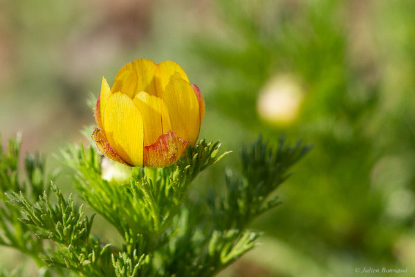 Adonis à petits fruits — Adonis microcarpa DC., 1817