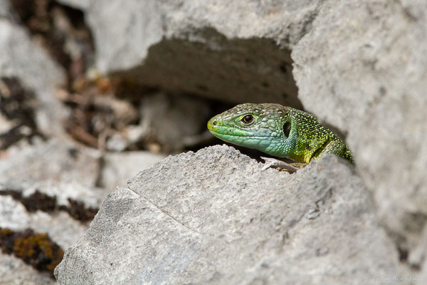 Lézard à deux raies — Lacerta bilineata Daudin, 1802, (Etsaut (64), France, le 27/04/2022)