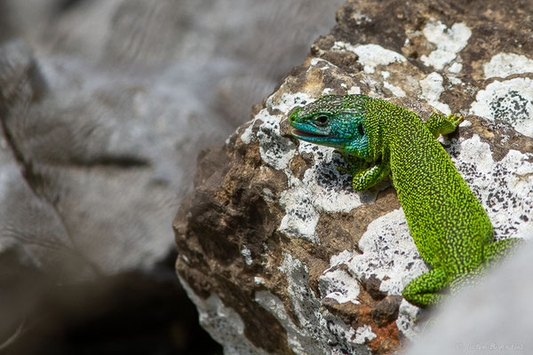 Lézard à deux raies — Lacerta bilineata Daudin, 1802, (Fort du Portalet, Etsaut (64), France, le 23/06/2023)