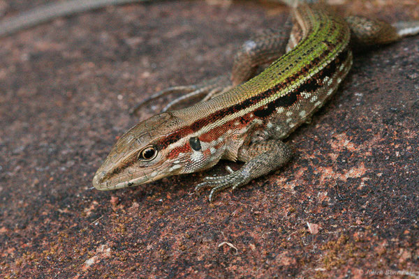 Kentropyx strié — Kentropyx striata (Daudin, 1802), (Centre Spacial Guyanais, Kourou, Guyane, le 07/05/2014)