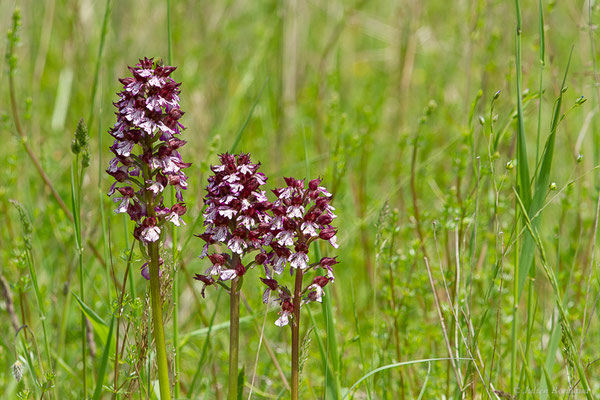 Orchis pourpre — Orchis purpurea Huds., 1762