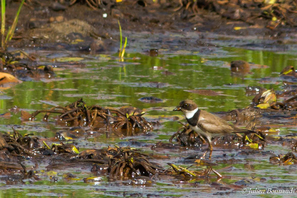 Gravelot semipalmé – Charadrius semipalmatus Bonaparte, 1825, (Rizières Casier, Mana, Guyane, le 10/09/2016)
