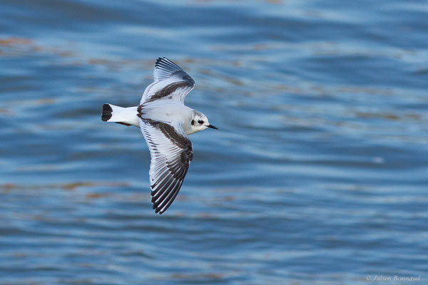 Mouette pygmée — Hydrocoloeus minutus (Pallas, 1776), (Capbreton (40), France, le 02/12/2022)