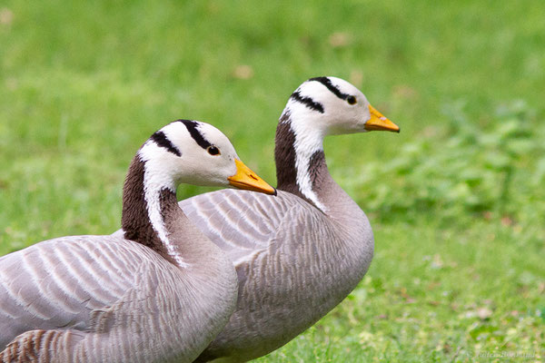 Oie à tête barrée — Anser indicus (Latham, 1790), (Parc animalier de Nahuques, Mont-de-Marsan (40), France, le 19/05/2023)