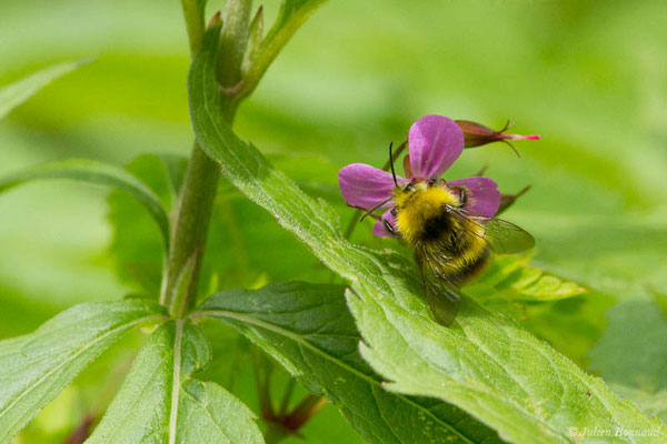 Bourdon des prés — Bombus pratorum (Linnaeus, 1760), (Oloron-Sainte-Marie (64), France, le 26/05/2021)