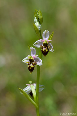 Ophrys bécasse — Ophrys scolopax Cav., 1793, (Pihourc, Saint-Godens (31), France, le 21/05/2018)