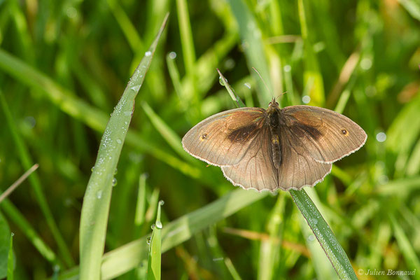 Myrtil — Maniola jurtina (Linnaeus, 1758), (Monein (64), France, le 21/05/2020)