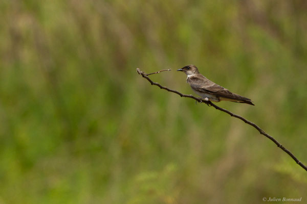 Hirondelle tapère — Progne tapera (Linnaeus, 1766)