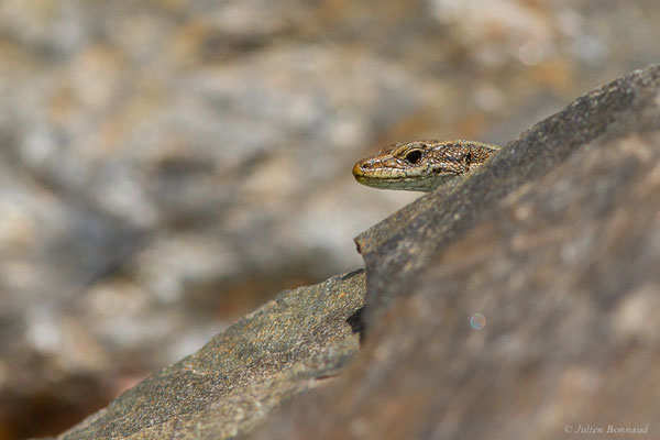 Lézard d'Aurelio — Iberalacerta aurelioi (Arribas, 1994), (Cirque glaciaire de Soulcem, Auzat (09), le 10/07/2023)