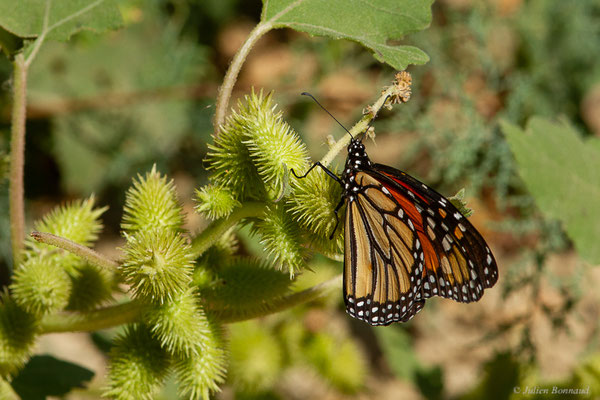 Monarque ou Monarque américain — Danaus plexippus (Linnaeus, 1758), (Tétouan (Tanger-Tétouan-Al Hoceïma), Maroc, le 27/09/2023)