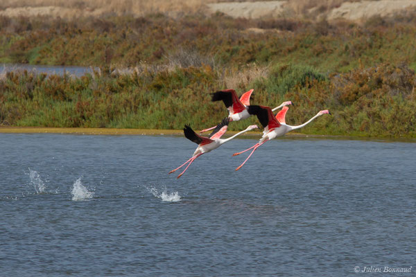 Flamant rose – Phoenicopterus roseus Pallas, 1811, (Ria Formosa (Faro), (Algarve), Portugal, le 01/09/2018)