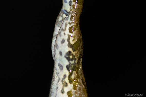 Grenouille de Graf — Pelophylax kl. grafi (Crochet, Dubois, Ohler & Tunner, 1995), (face ventrale d'une femelle adulte), (Lons (64), France, le 29/04/2022)