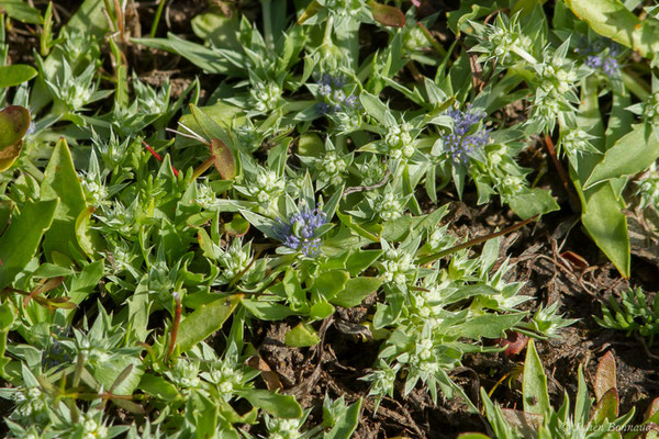 Panicaut nain vivipare – Eryngium viviparum J.Gay, 1848, (Belz (56), France, le 08/07/2021)