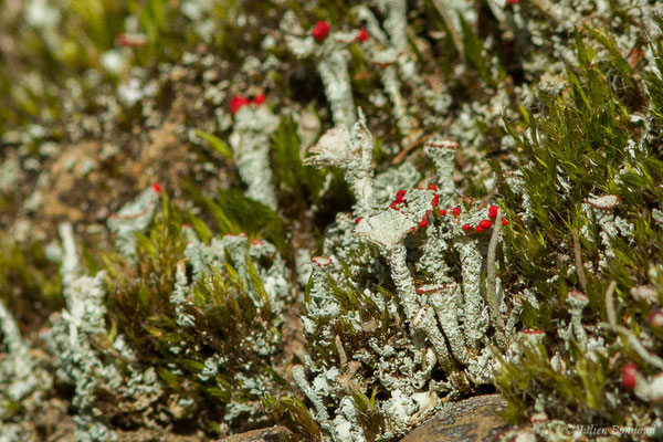 Cladonia macilenta (Lacommande (64), France, le 08/01/2020)