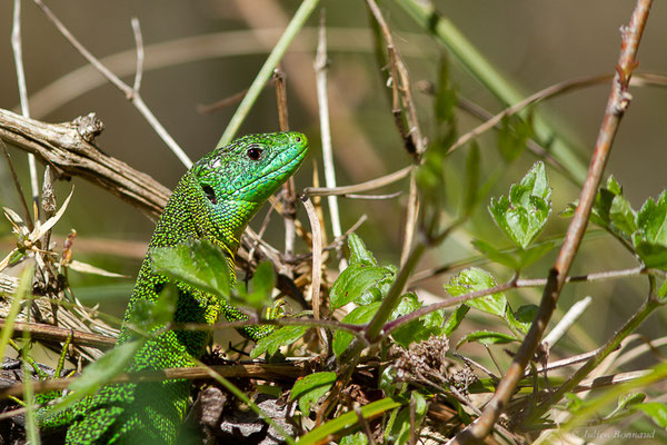 Lézard à deux raies — Lacerta bilineata (Daudin, 1802)