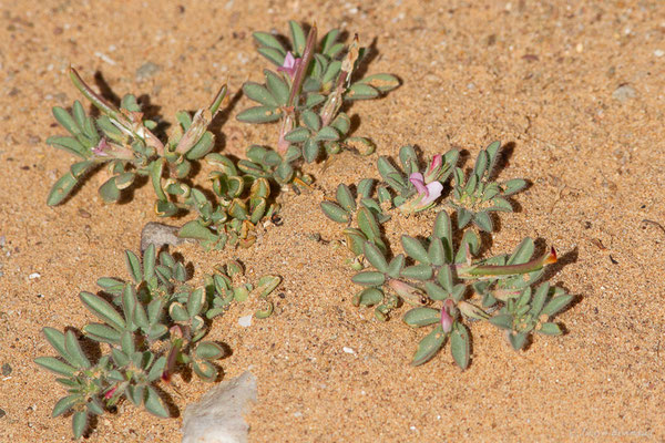 Lotus glinoides Delile, (Msseyed (Guelmim-Oued Noun), Maroc, le 24/03/2024)