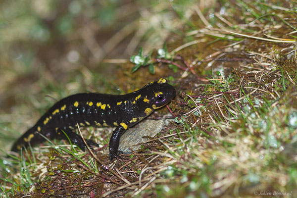 Salamandre tachetée — Salamandra salamandra terrestris (Schreiber, 1912), (adulte) (Station de ski de Gourette, Eaux-Bonnes (64), France, le 18/04/2022)