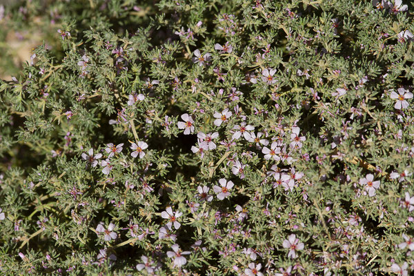 Frankenie en corymbe — Frankenia corymbosa Desf, (Tindaya, Fuerteventura, (Iles Canaries, Espagne), le 18/02/2022)