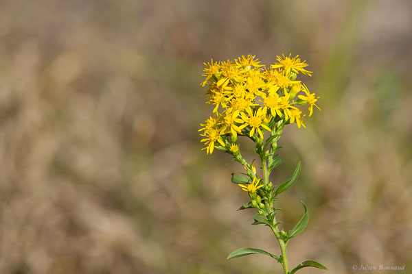 Solidage verge-d'or — Solidago virgaurea L., 1753, (Mont-de-Marsan (40), France, le 07/10/2022)