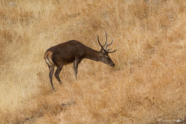 Cerf élaphe – Cervus elaphus Linnaeus, 1758, (Parque Natural de la Sierra de Andújar (Andalousie), Espagne, le 09/08/2020)