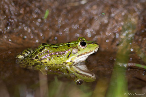 Grenouille verte ou Grenouille commune — Pelophylax kl. esculentus (Linnaeus, 1758)