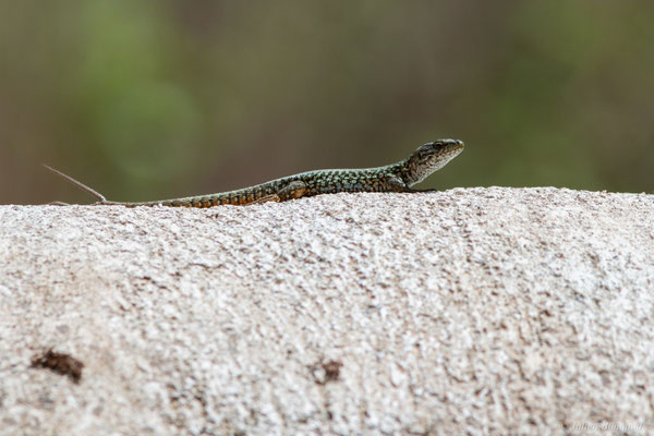 Lézard des murailles — Podarcis muralis (Laurenti, 1768)
