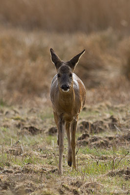 Chevreuil européen – Capreolus capreolus (Linnaeus, 1758), (Braud-et-Saint-Louis (33), le 06/03/2018)
