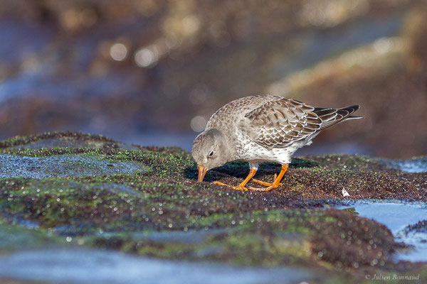 Bécasseau violet — Calidris maritima (Brünnich, 1764), (Tarnos (64), France, le 12/11/2022)