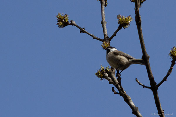 Mésange nonnette — Poecile palustris (Linnaeus, 1758), (adulte) (Borce (64), France, le 25/03/2022)