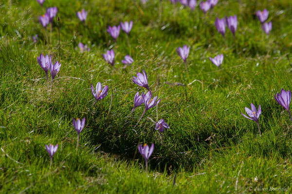 Crocus à fleurs nues — Crocus nudiflorus Sm., 1798