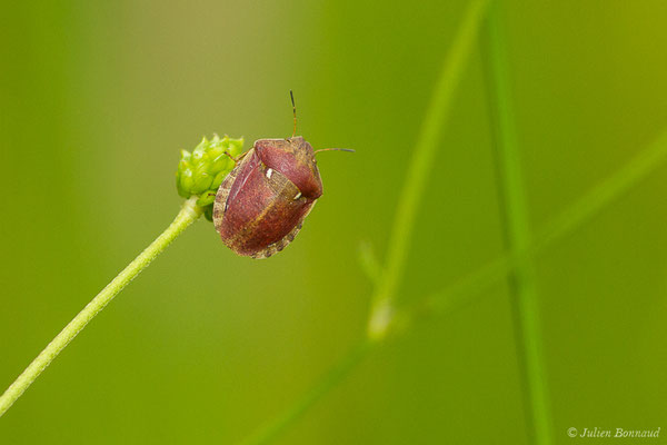 Eurygaster maura (Linnaeus, 1758), (Laglorieuse (40), France, le 22/05/2020)