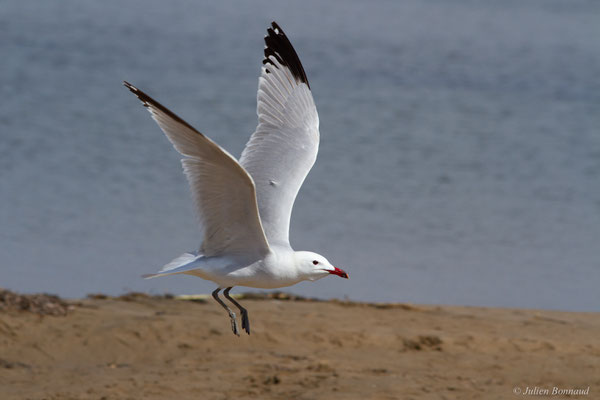 Goéland d'Audouin — Ichthyaetus audouinii (Payraudeau, 1826), (Parc Naturel du Delta de l'Ebre (Catalogne), Espagne, le 06/06/2022)