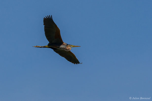 Héron pourpré — Ardea purpurea Linnaeus, 1766, (Mézières-en-Brenne (36), France, le 13/06/2021)