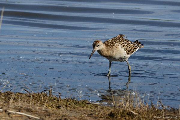 Combattant varié — Calidris pugnax (Linnaeus, 1758), (Réserve ornithologique du Teich (33), France, le 18/10/2022)