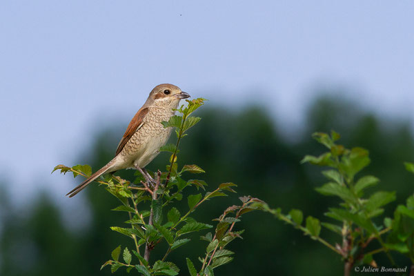 Pie-grièche écorcheur — Lanius collurio Linnaeus, 1758, (Huos (31), France, le 27/05/2024)