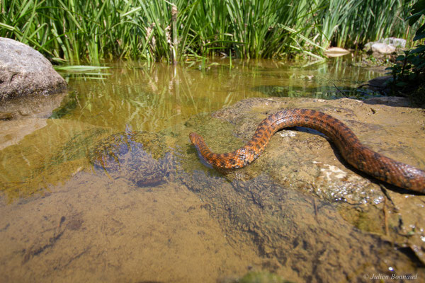 Couleuvre vipérine — Natrix maura (Linnaeus, 1758)